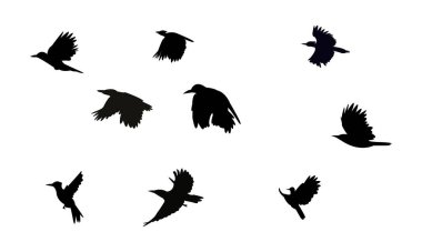 Uçan Ağaçkakan Kuş Silueti Tasarım ve Vektör İllüstrasyonu. 