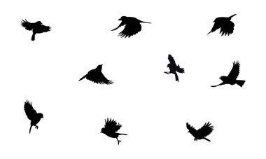 Flying Tit  Bird Silhouette Design  And Vector Illustration. 