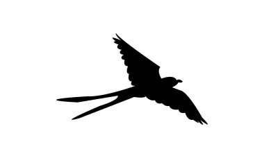 Flying Scissor Tailed Flycatcher  Bird Silhouette Design  And Vector Illustration.  clipart