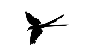 Flying Scissor Tailed Flycatcher  Bird Silhouette Design  And Vector Illustration.  clipart