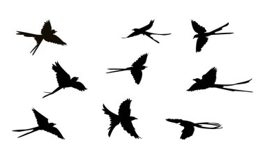 Uçan Makas Kuyruklu Sinek Yakalayıcı Kuş Silueti Tasarım ve Vektör İllüstrasyonu. 