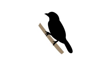 Antshrike Kuş Silüeti Tasarım ve Vektör İllüstrasyonu. 