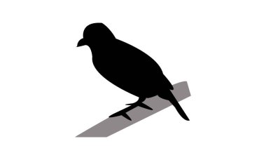 Antshrike Kuş Silüeti Tasarım ve Vektör İllüstrasyonu. 