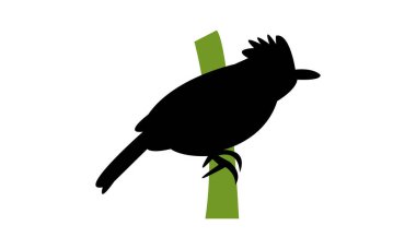 Antshrike Kuş Silüeti Tasarım ve Vektör İllüstrasyonu. 