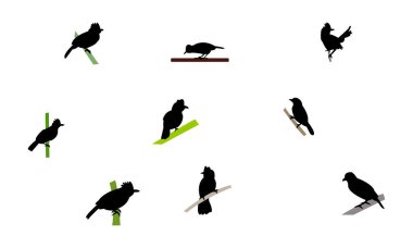 Antshrike Kuş Silüeti Tasarım ve Vektör İllüstrasyonu. 