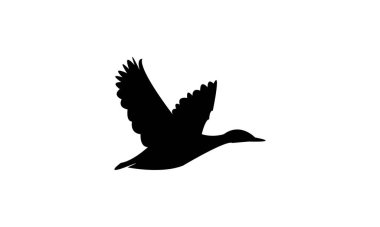 Uçan Kara Ördek Kuş Görüntü Tasarımı ve Vektör İllüstrasyonu. 