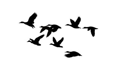 Uçan Kara Ördek Kuş Görüntü Tasarımı ve Vektör İllüstrasyonu. 