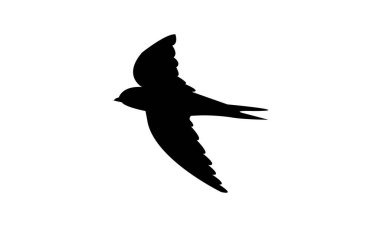 Uçan Siyah Swift Kuş Silueti Tasarım ve Vektör İllüstrasyonu. 