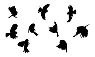 Flying African Blue Tit bird Silhouette Design  And Vector Illustration. 