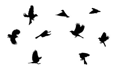 Uçan Afrika Papatya Kuşu Siluet Tasarımı ve Vektör İllüstrasyonu. 