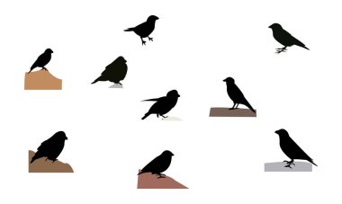 Afrika kırmızı kanatlı ispinoz kuş silueti tasarım ve vektör ilüstrasyonu. 