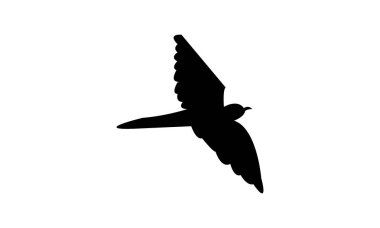 Uçan Afrika guguk kuşu silueti tasarımı ve vektör illüstrasyonu. 