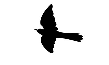 Uçan Afrika guguk kuşu silueti tasarımı ve vektör illüstrasyonu. 