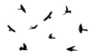 Uçan Afrika guguk kuşu silueti tasarımı ve vektör illüstrasyonu. 