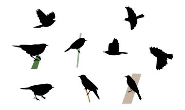 Afrika çöl bülbülü kuş silueti tasarımı ve vektör illüstrasyonu. 