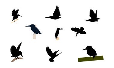 Afrikalı cüce balıkçı kuş silueti Tasarım ve Vektör İllüstrasyonu. 