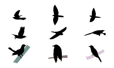 Afrika zümrüt guguk kuşu silueti tasarımı ve vektör illüstrasyonu. 