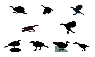 Afrika ince ayaklı kuş silueti tasarımı ve vektör illüstrasyonu. 