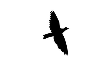 Afrikalı yeşil güvercin kuş silueti tasarımı ve vektör illüstrasyonu. 