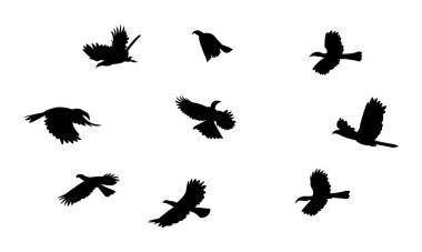 Uçan Afrika boynuz gagalı kuş silueti Tasarım ve Vektör İllüstrasyonu. 