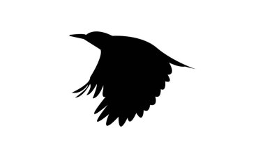 Afrikalı gri ağaçkakan kuş silueti tasarım ve vektör illüstrasyonu. 