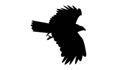 Flying African harrier hawk bird Silhouette Design  And Vector Illustration. 
