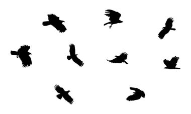 Flying African harrier hawk bird Silhouette Design  And Vector Illustration. 