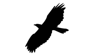 Uçan Afrika şahini kartal kuşu silueti tasarım ve vektör ilüstrasyonu. 