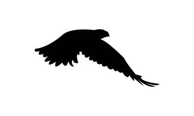 Uçan Afrika şahini kartal kuşu silueti tasarım ve vektör ilüstrasyonu. 