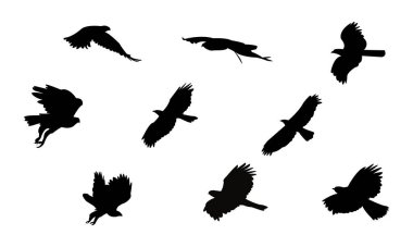 Uçan Afrika şahini kartal kuşu silueti tasarım ve vektör ilüstrasyonu. 