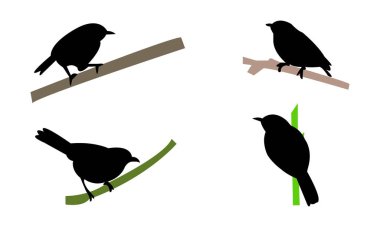 Afrika tepesi geveze kuş silueti tasarım ve vektör illüstrasyonu. 