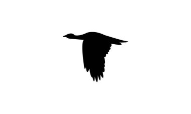 Uçan Afrikalı Houbara kuş silueti Tasarım ve Vektör İllüstrasyonu. 