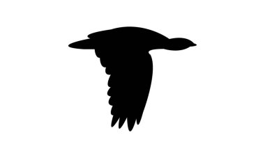 Uçan Afrikalı Houbara kuş silueti Tasarım ve Vektör İllüstrasyonu. 