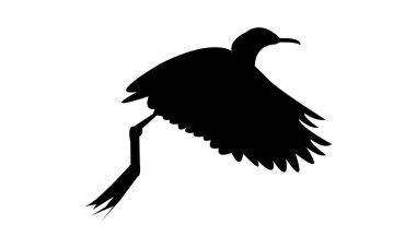 Uçan Afrikalı Jacana kuş silueti tasarım ve vektör ilüstrasyonu. 