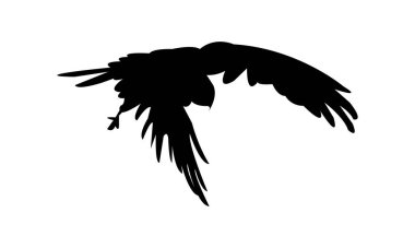 Uçan Afrika bataklık harrier kuşu siluet tasarım ve vektör ilüstrasyonu. 