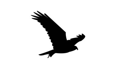Uçan Afrika bataklık harrier kuşu siluet tasarım ve vektör ilüstrasyonu. 