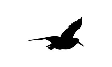 Uçan Afrikalı istiridye avcısı kuş silueti tasarım ve vektör ilüstrasyonu. 