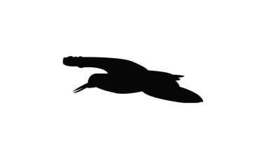 Uçan Afrikalı istiridye avcısı kuş silueti tasarım ve vektör ilüstrasyonu. 