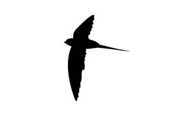 Uçan Afrika palmiyeli hızlı kuş silueti tasarımı ve vektör çizimi. 