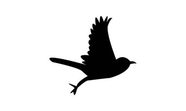 Afrika ördek kuyruklu kuş silueti tasarımı ve vektör illüstrasyonu. 