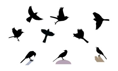 Afrika ördek kuyruklu kuş silueti tasarımı ve vektör illüstrasyonu. 