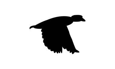 Uçan Afrika pigme kaz kuşu silueti tasarım ve vektör çizimi. 
