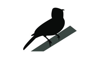 Afrika kırmızı gözlü bulbul kuşu siluet tasarım ve illüstrasyon. 
