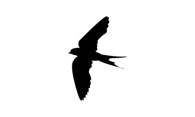 Uçan Afrikalı kırmızı popolu kırlangıç kırlangıç silueti tasarımı ve vektör çizimi. 