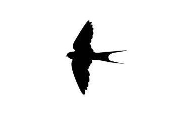 Uçan Afrikalı kırmızı popolu kırlangıç kırlangıç silueti tasarımı ve vektör çizimi. 