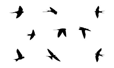 Uçan Afrikalı kırmızı popolu kırlangıç kırlangıç silueti tasarımı ve vektör çizimi. 