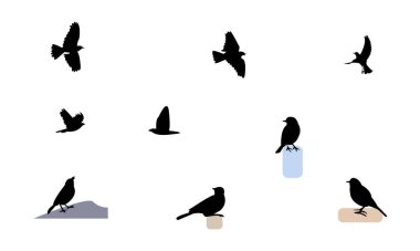 Afrika kaya pipit kuşu siluet tasarımı ve vektör illüstrasyonu. 