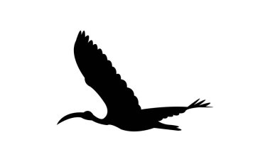 Uçan Afrikalı kutsal aynalı kuş silueti tasarım ve vektör ilüstrasyonu. 