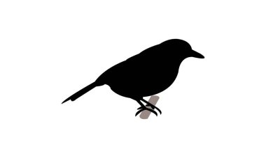 Afrika ördek sineği yakalayıcısı kuş silueti tasarım ve vektör ilüstrasyonu. 