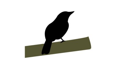 Afrika ördek sineği yakalayıcısı kuş silueti tasarım ve vektör ilüstrasyonu. 